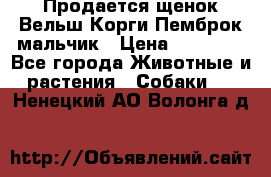 Продается щенок Вельш Корги Пемброк мальчик › Цена ­ 65 000 - Все города Животные и растения » Собаки   . Ненецкий АО,Волонга д.
